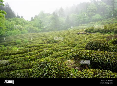 羌溪茶樓怎麼樣 可以說是當地文青與旅人的天堂